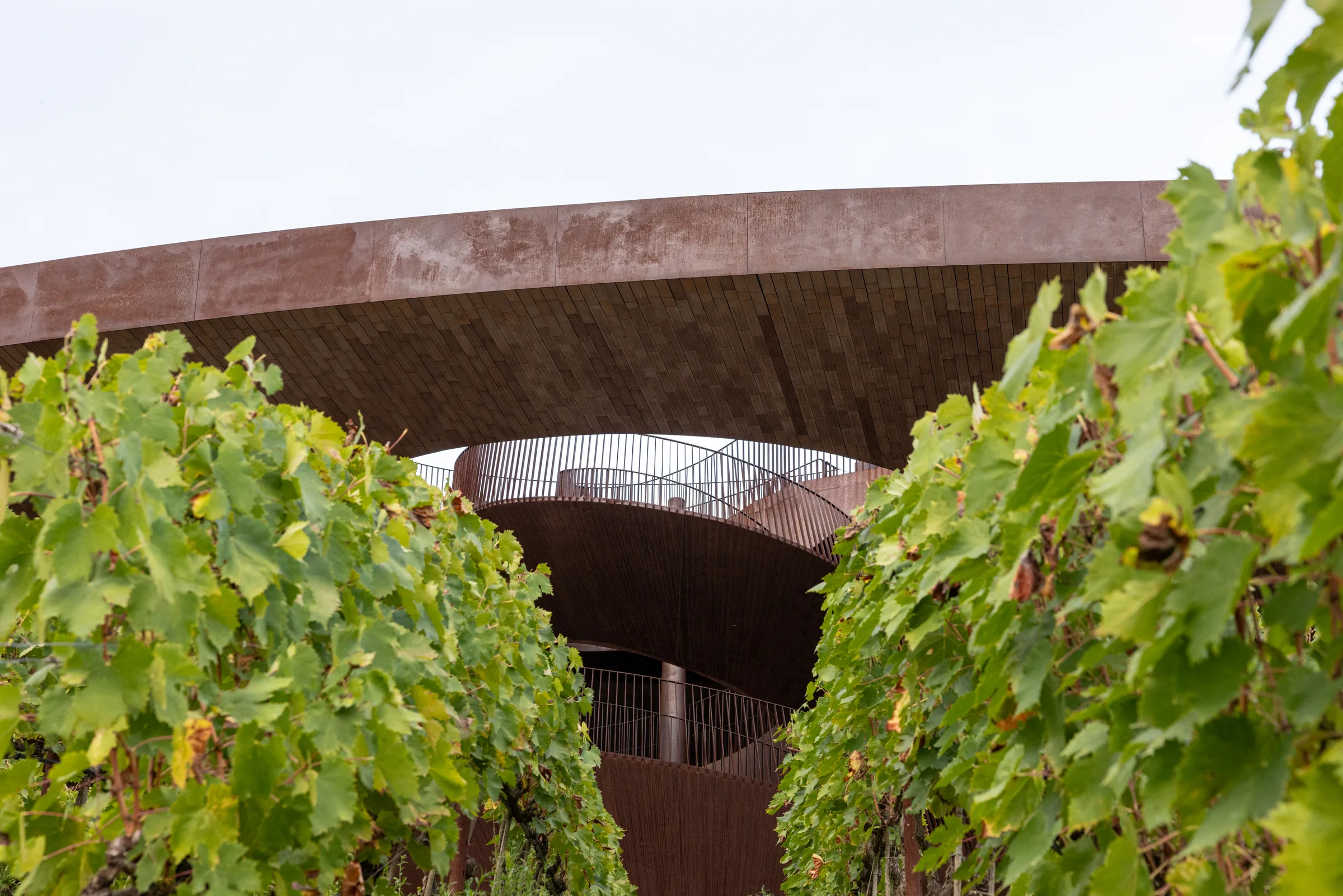 Looking up through vineyard leaves at Cantina Antinori's spiraling corten steel staircase and cantilevered roof, Tuscany, by ARCHTRAITS