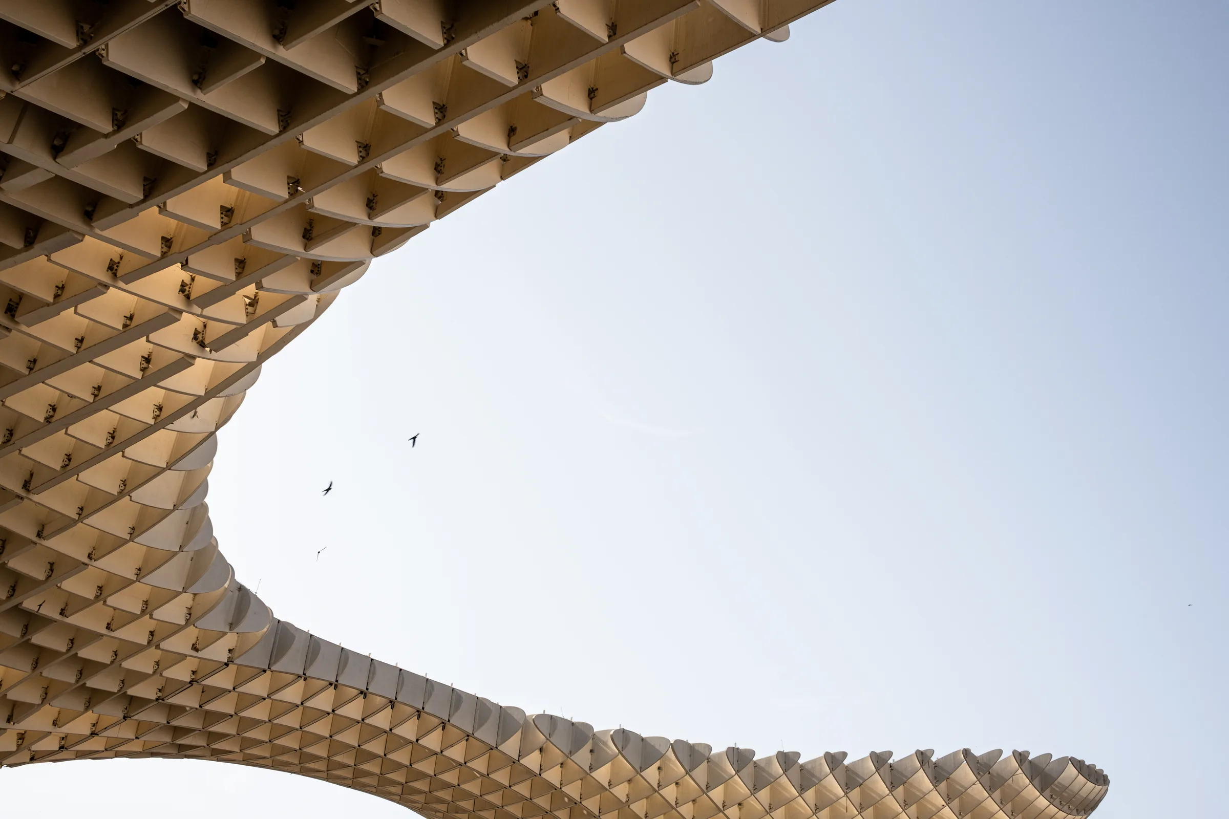 Birds flying past Metropol Parasol's curved wooden lattice canopy, Seville, by ARCHTRAITS